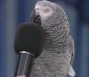 This Tweety Got Talent!